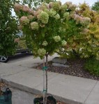 _10_grow_bag_-_limelight_hydrangea_tree_form_single_stem_standard_in_late_summer_bloom_8.3_gallons - копия